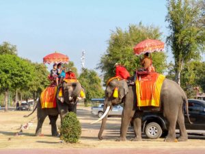 Elephants in Ayutthaya serve as a transport for tourists