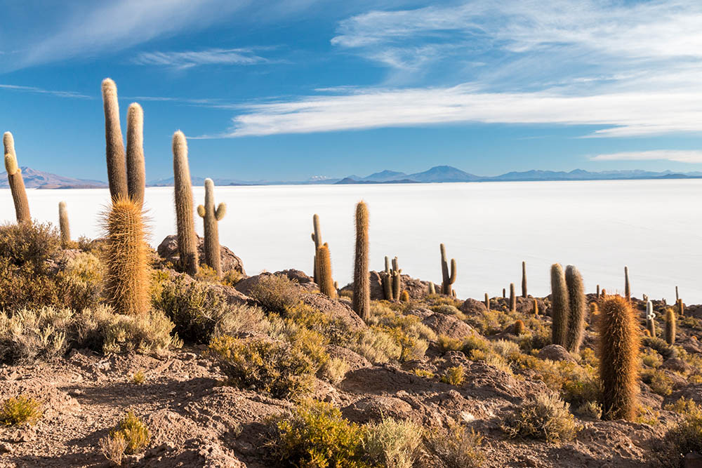 Cactus island - Isla Incuahuasi at Uyuni Slat Flats, Bolivia