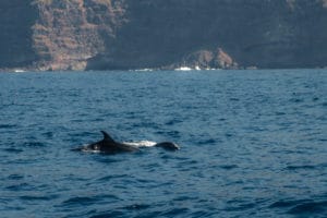 A group of dolphins live near the coast