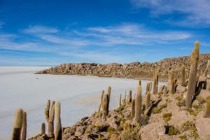 At this place, the cactuses are the most successful