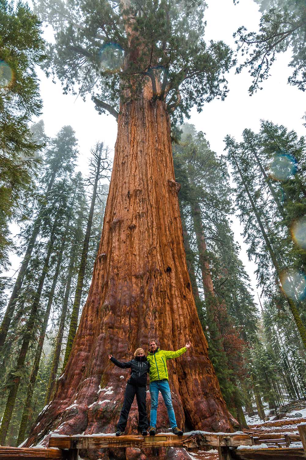 Sequoia National Park - the biggest trees in the world - E&T Abroad