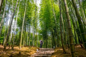 Beautiful bamboo forest