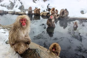 Monkeys in Japan onsen