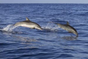 Dolphins in Madeira